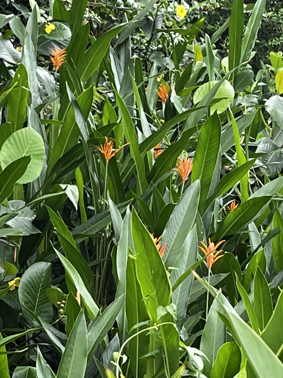 Režné ubrousky a prostírky ve tvaru listu